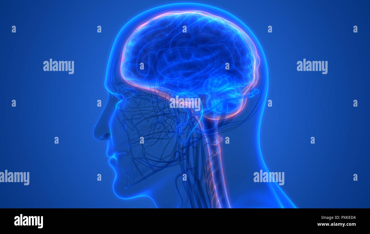 Cerveau humain avec l'anatomie du système circulatoire Banque D'Images Cerveau humain avec l'anatomie du système circulatoire Banque D'Images