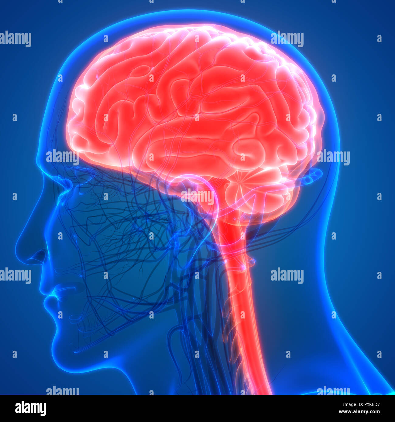 Cerveau humain avec l'anatomie du système circulatoire Banque D'Images Cerveau humain avec l'anatomie du système circulatoire Banque D'Images