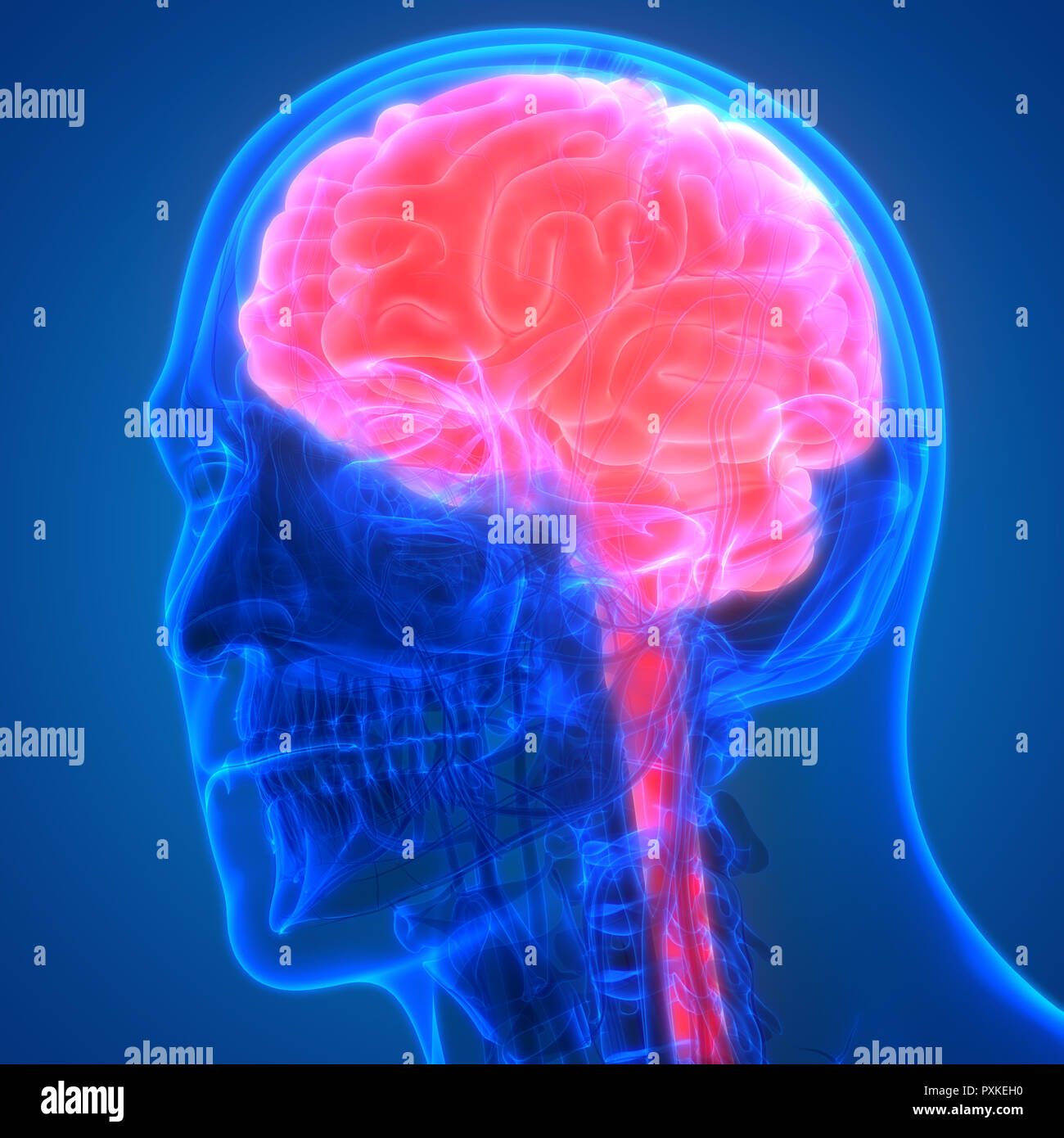 Cerveau humain avec l'anatomie du système circulatoire Banque D'Images Cerveau humain avec l'anatomie du système circulatoire Banque D'Images