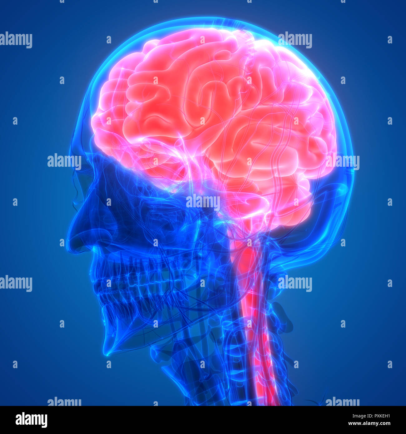 Cerveau humain avec l'anatomie du système circulatoire Banque D'Images Cerveau humain avec l'anatomie du système circulatoire Banque D'Images