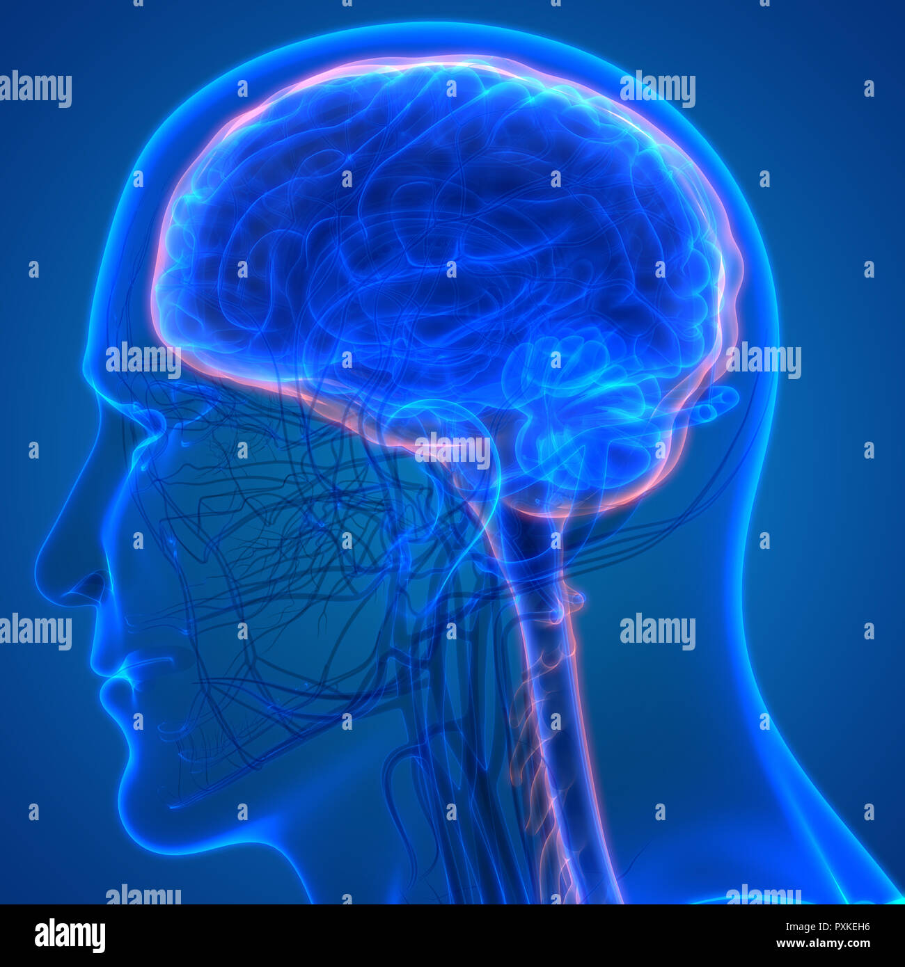 Cerveau humain avec l'anatomie du système circulatoire Banque D'Images Cerveau humain avec l'anatomie du système circulatoire Banque D'Images
