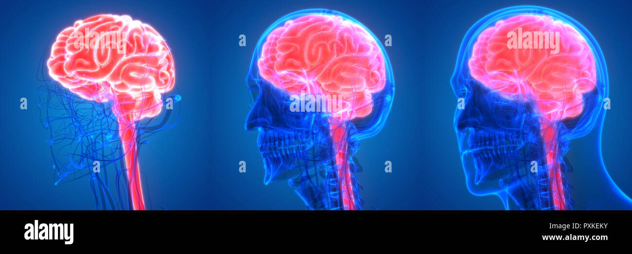 Cerveau humain avec l'anatomie du système circulatoire Banque D'Images Cerveau humain avec l'anatomie du système circulatoire Banque D'Images