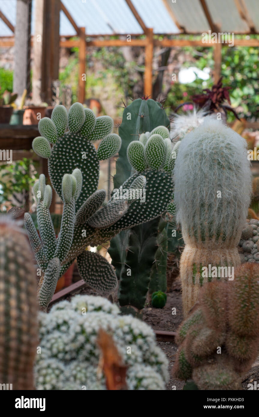 Jose F. Marin Loayza ingénieur n'est pas en charge de tout projet alternative holistique, il s'exécute simplement un jardin botanique domine par une serre de c Banque D'Images
