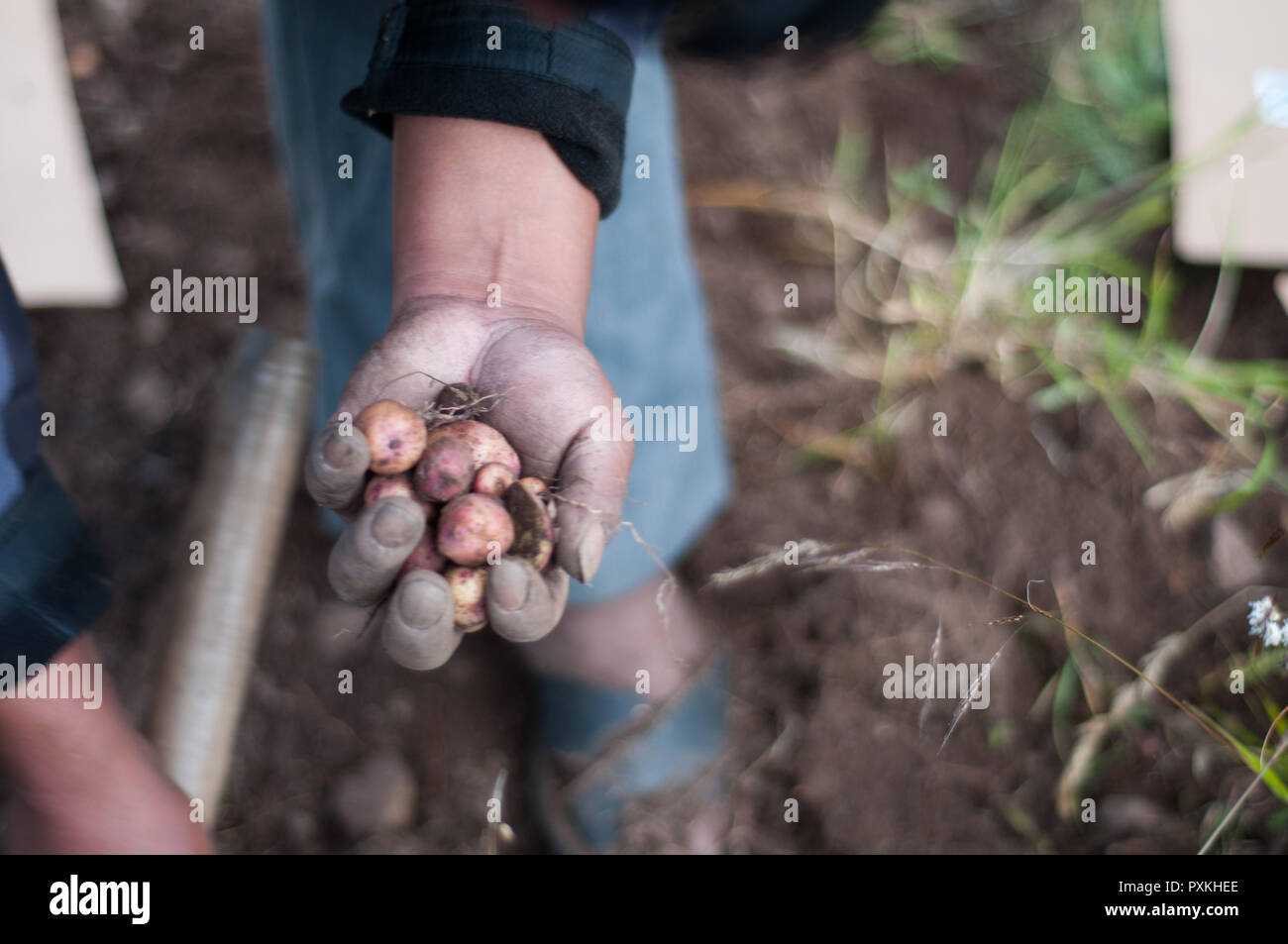 Le PIC, le Centre international de la pomme de terre dont le siège est à Lima est comme un "grand frère" du Parc de pommes de terre, ils fournit les connaissances scientifiques. Banque D'Images