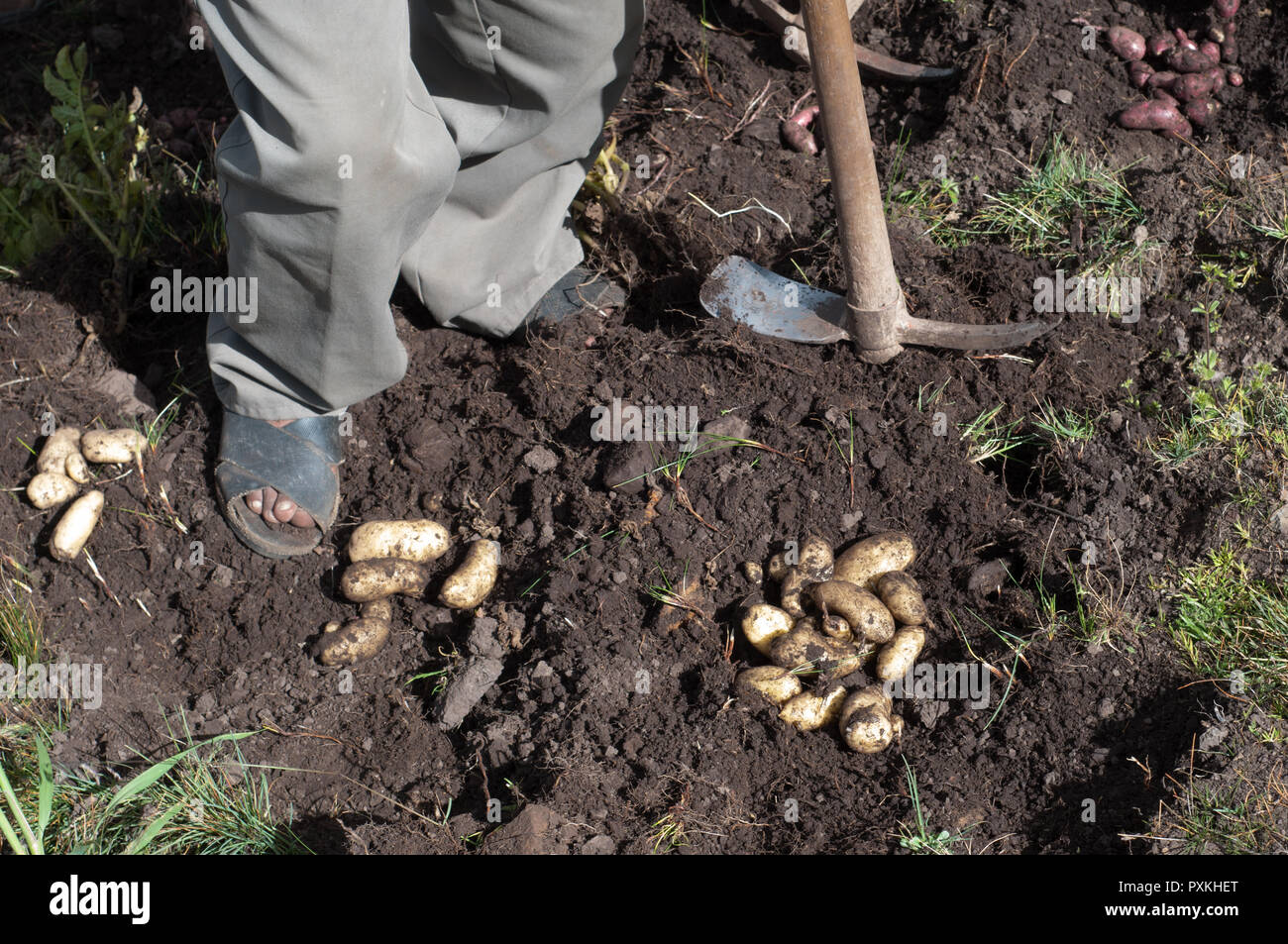 Le PIC, le Centre international de la pomme de terre dont le siège est à Lima est comme un "grand frère" du Parc de pommes de terre, ils fournit les connaissances scientifiques. Banque D'Images