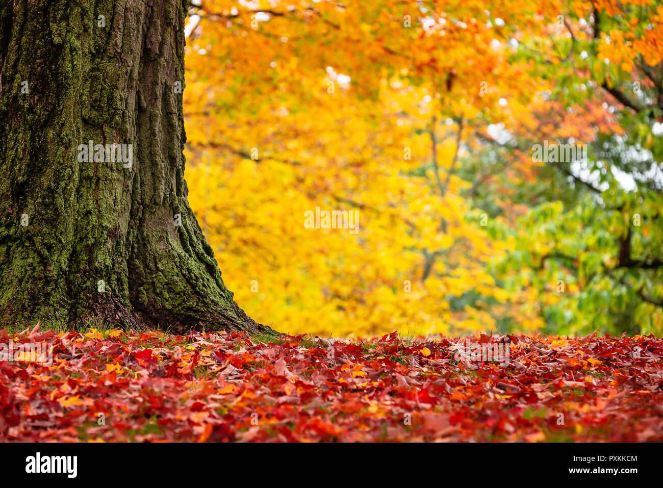 Libre d'arbres d'automne dans un parc en Nouvelle Angleterre. Érable arbre feuilles tombés formant un beau tapis rouge. Banque D'Images