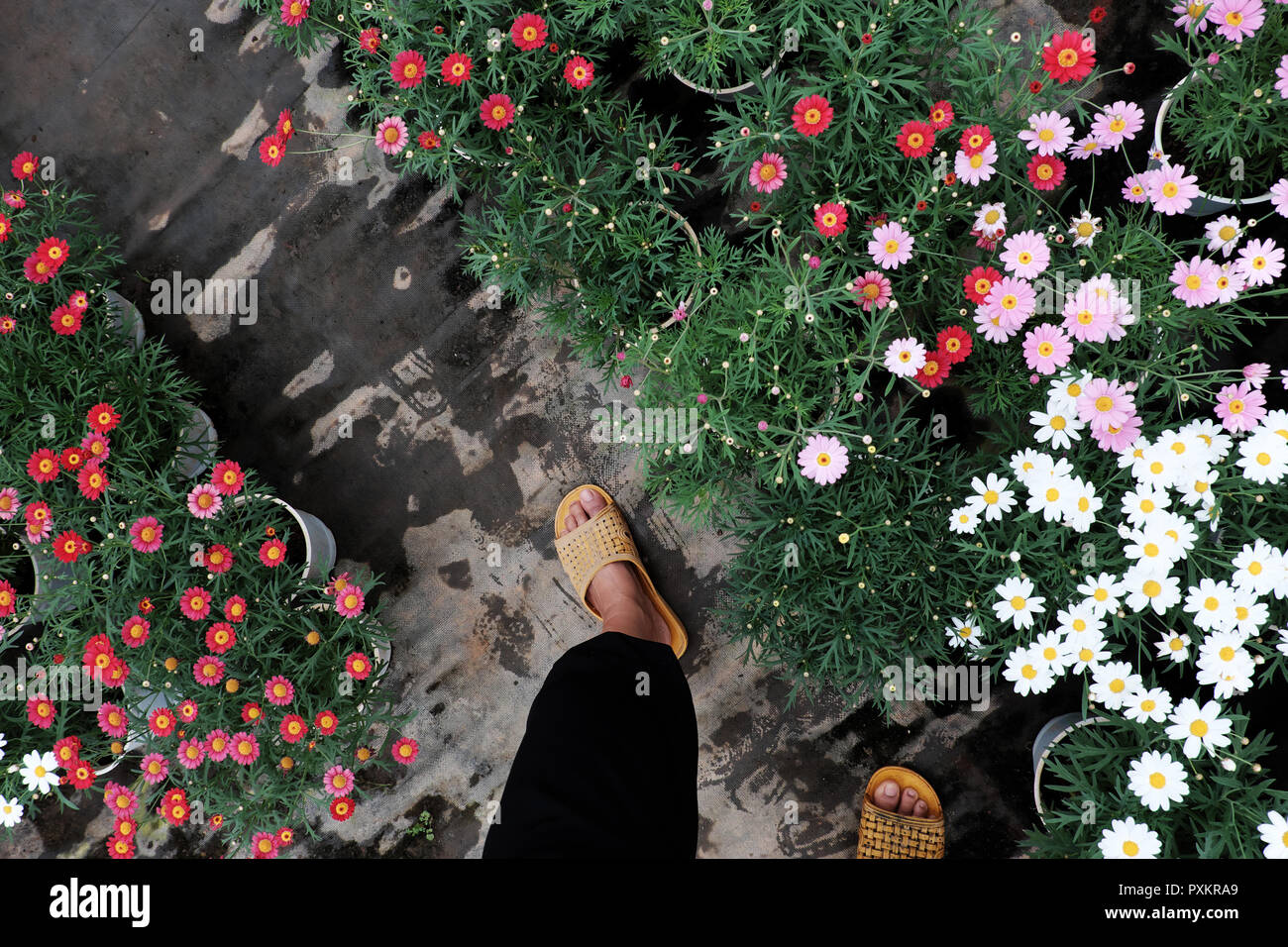 Scène Vue de haut avec femme porter un pantalon noir et jaune sandales en plastique à pied dans le jardin de fleurs, les pieds sur terre, plante à pousser en vert Banque D'Images