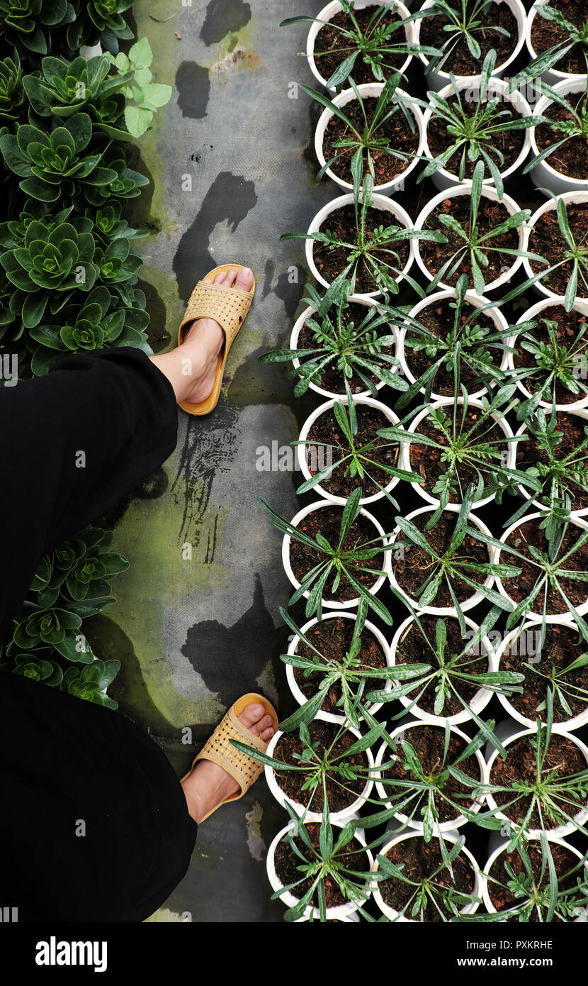 Scène Vue de haut avec femme porter un pantalon noir et jaune sandales en plastique à pied dans le jardin de fleurs, les pieds sur terre, plante à pousser en vert, les gens farmi Banque D'Images