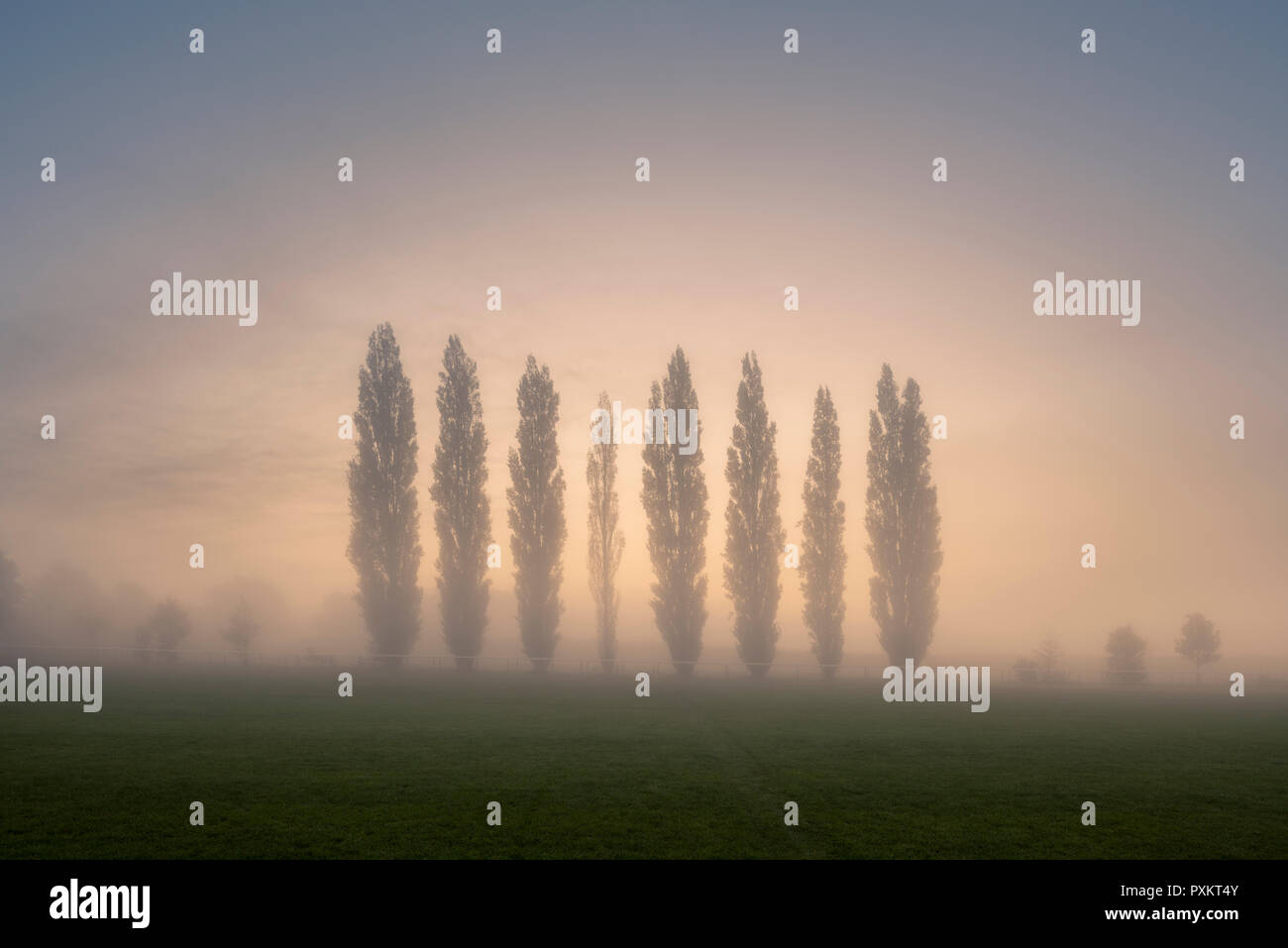 Lever de soleil en automne derrière une rangée de peupliers lombardes sur le terrain de loisirs du village de Wrington, dans le nord du Somerset. Ces arbres sont un mémorial pour les 8 villageois tués en avril 1973 lorsqu'un vol de l'aéroport de Bristol à Bâle s'est écrasé dans les Alpes suisses. Banque D'Images