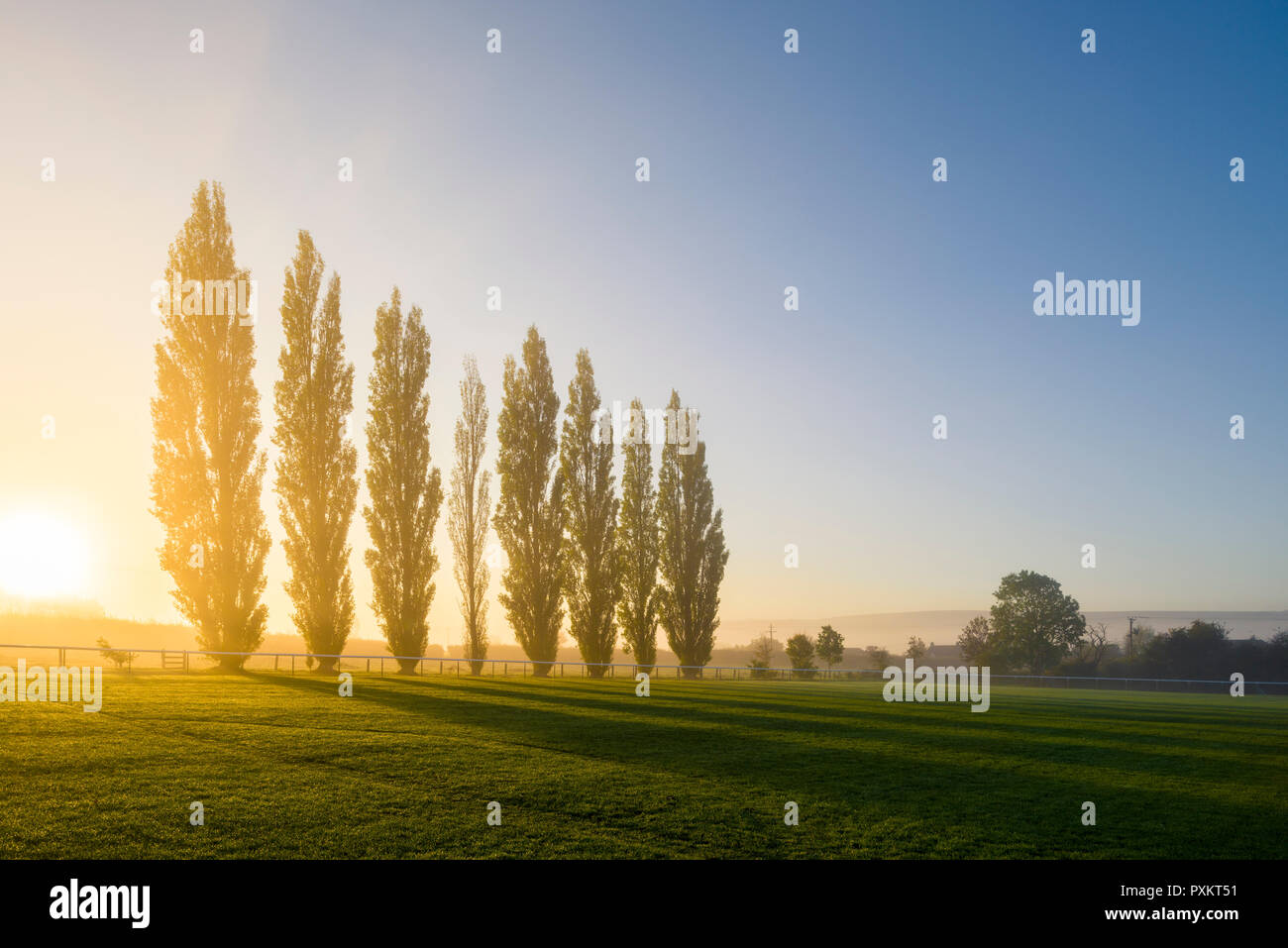 Lever de soleil en automne derrière une rangée de peupliers lombardes sur le terrain de loisirs du village de Wrington, dans le nord du Somerset. Ces arbres sont un mémorial pour les 8 villageois tués en avril 1973 lorsqu'un vol de l'aéroport de Bristol à Bâle s'est écrasé dans les Alpes suisses. Banque D'Images