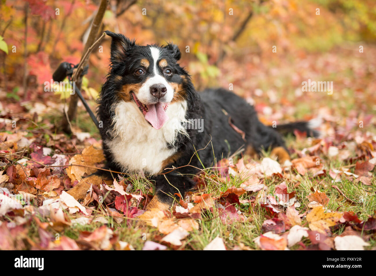Un Bouvier Bernois portrait dans l'extérieur Banque D'Images