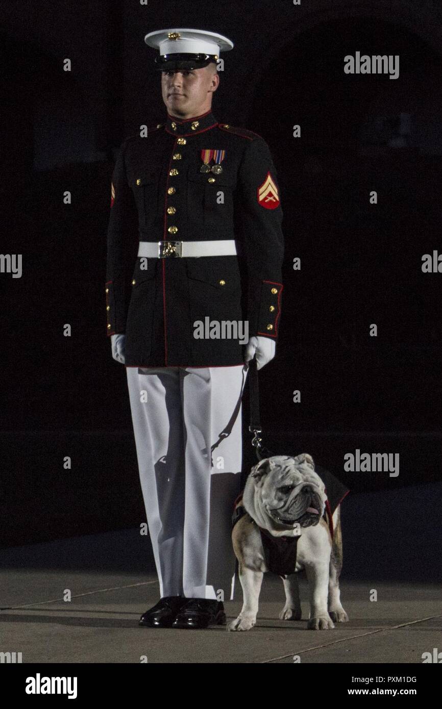 Un U.S. Marine avec Marine Barracks (Washington) MBW est avec Chesty XVI, casernes mascot, lors d'une soirée au défilé, MBW Washington D.C., 9 juin 2017. Commandant de la Marine Corps le général Robert B. Neller a accueilli le défilé et Sean Stackley, secrétaire à la marine, était l'invité d'honneur. Banque D'Images