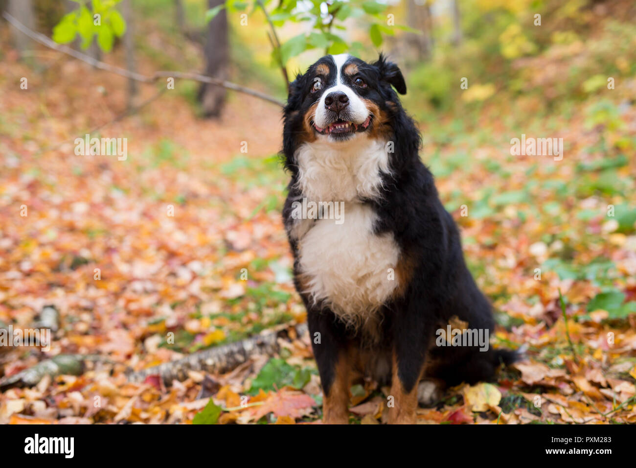 Bouvier Bernois portrait dans l'extérieur Banque D'Images