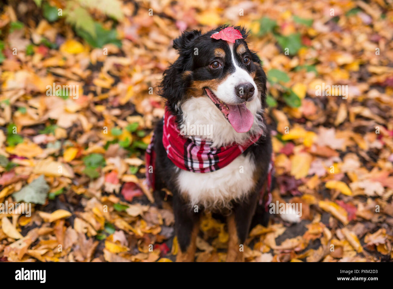 Bouvier Bernois portrait dans l'extérieur Banque D'Images
