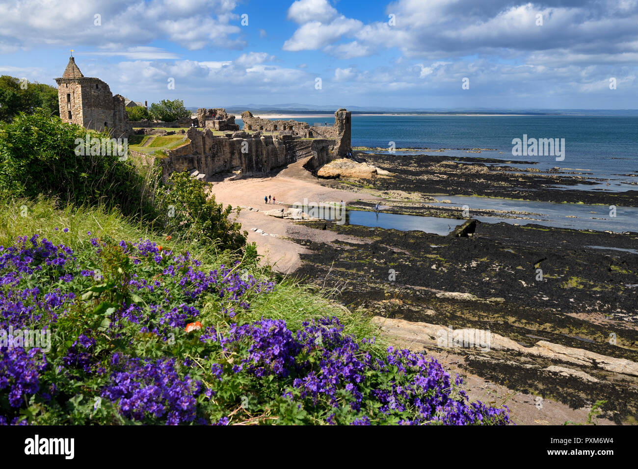Ruines du château de St Andrews, sur la côte de la mer du nord des rocheuses surplombant Château Sands Beach à St Andrews Fife Scotland UK avec géraniums violet Banque D'Images