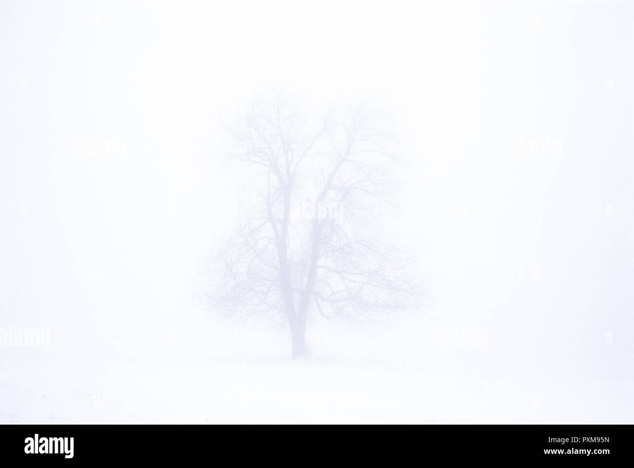 arbre dans le brouillard Banque D'Images