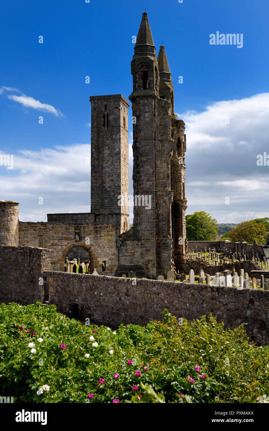 Tour est de la cathédrale de St Andrews St avec tour carrée et règles des pierres tombales du cimetière et rosier Fife St Andrews Scotland UK Banque D'Images