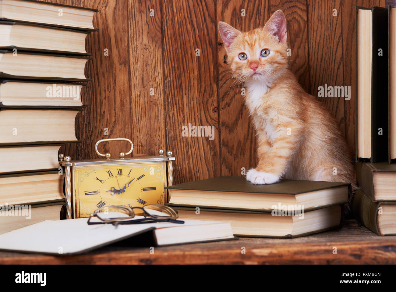 Un Chat Dans Le Livre A Cote De L Horloge Et Lunettes Un Chat Dans La Bibliotheque Lit Un Livre Photo Stock Alamy