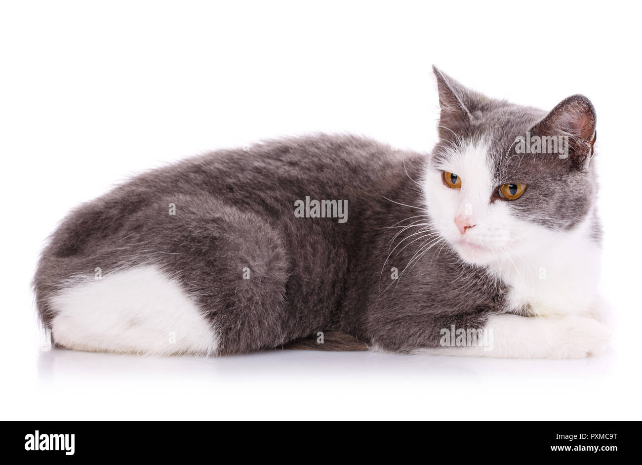 Blanc et gris avec des yeux jaune kitty allongé sur un tableau blanc. Isolé sur fond blanc Banque D'Images