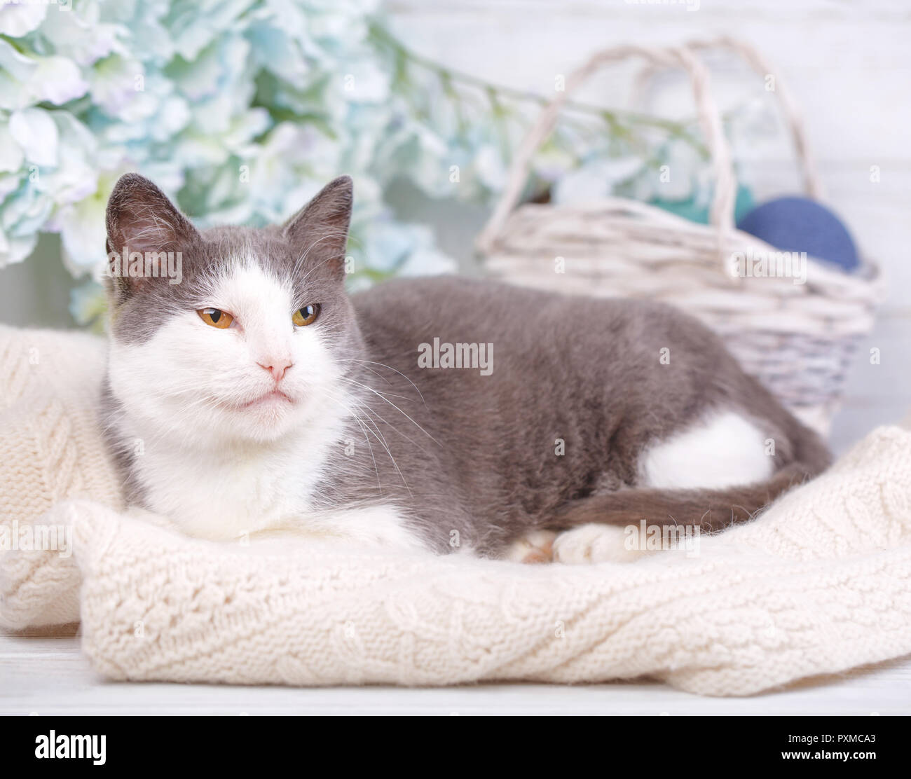 Un Chat Gris Avec Un Museau Blanc Se Situe Sur Le Pull Sur Le Fond De Panier De Fleurs Et Photo Stock Alamy Un Chat Gris Avec Un Museau Blanc Se Situe Sur Le Pull Sur Le Fond De Panier De Fleurs Et Photo Stock Alamy