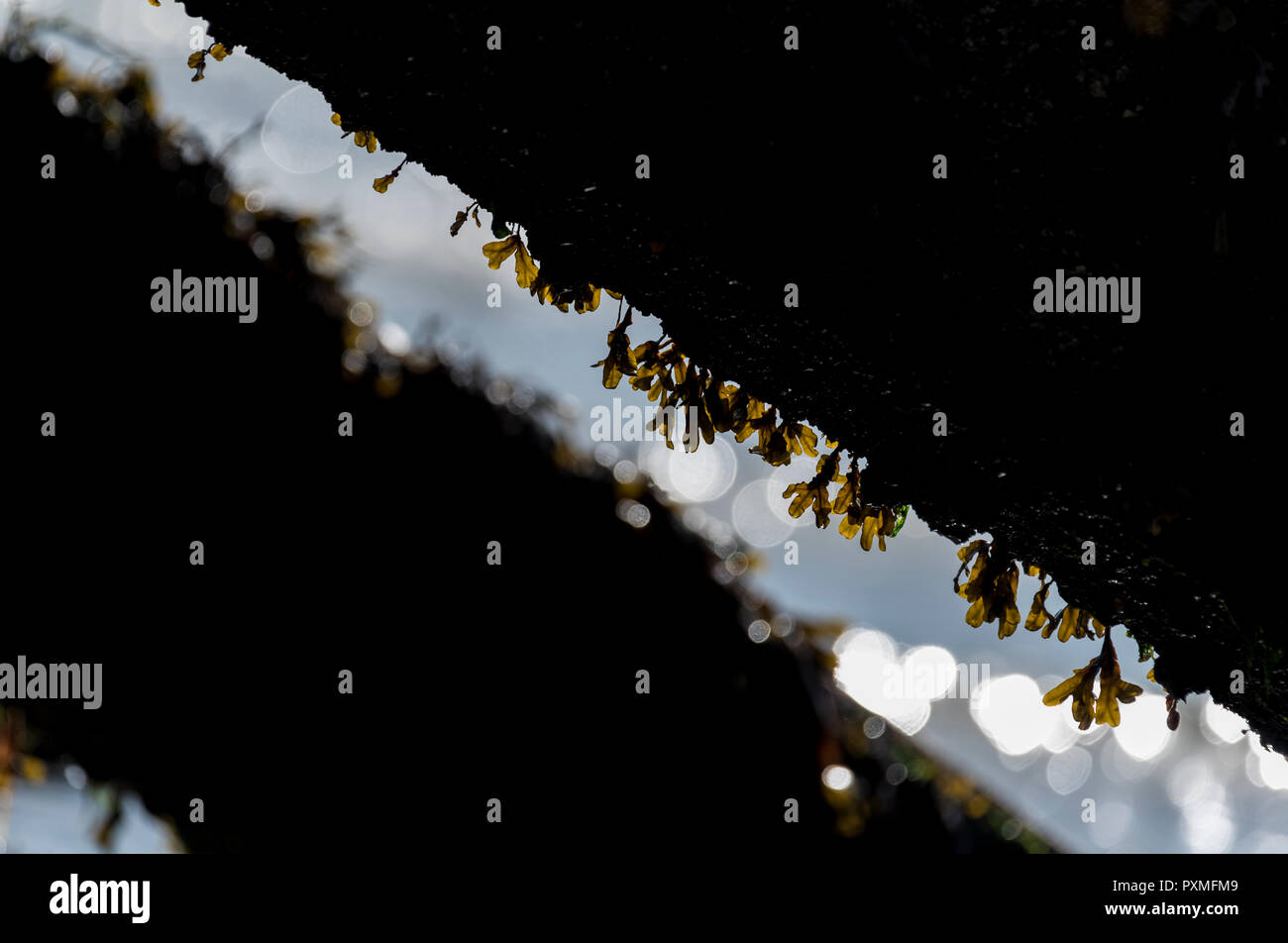 Les frondes de rétro-éclairé d'une suspension d'algues Fucus de poteaux de bois Banque D'Images