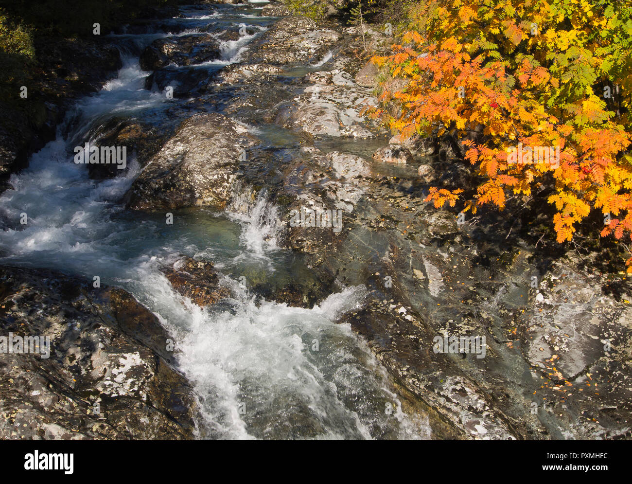 Ruisseau de montagne fraîche et claire avec de l'eau se précipiter et les feuilles d'automne, la vallée de Hemsedal Norvège Banque D'Images