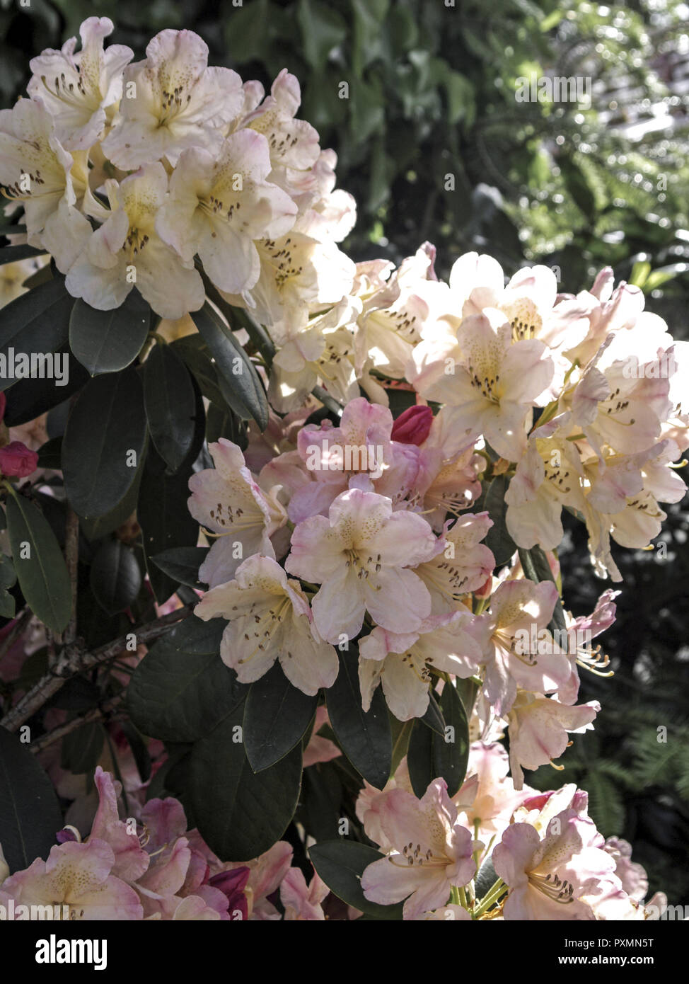Rhododendron catawbiense Rhododendron,, Détail, Blueten, Rosa, Natur, Botanik, Flore, bluehen Giftpflanze Pflanze,,,,, Heidekrautgewaechse giftig Zier Banque D'Images