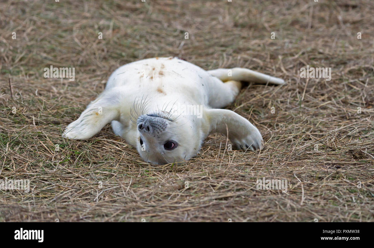 Bebe Phoque Gris De L Atlantique Sur Le Dos Photo Stock Alamy