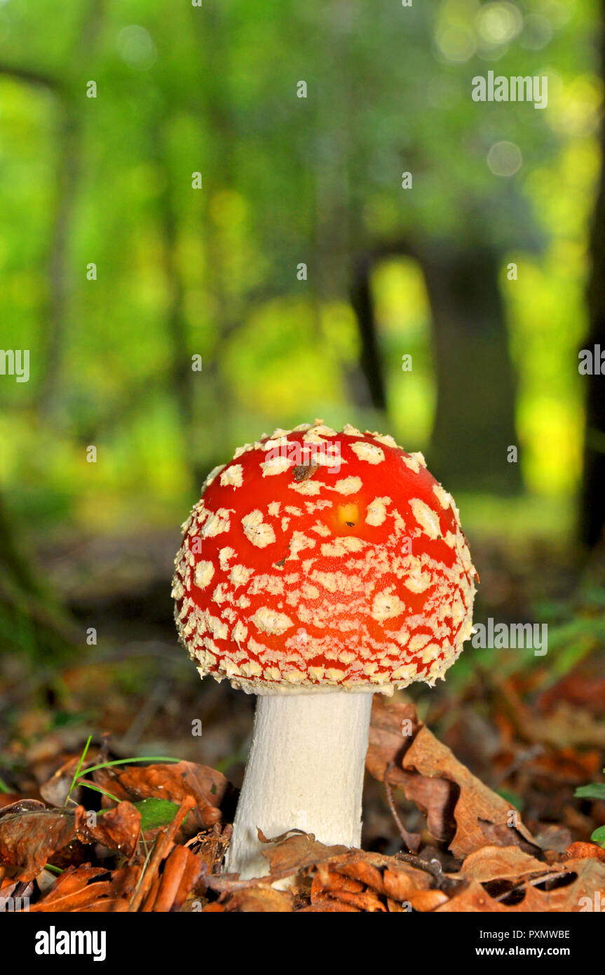 Agaric Fly champignons (Amanita muscaria) Banque D'Images