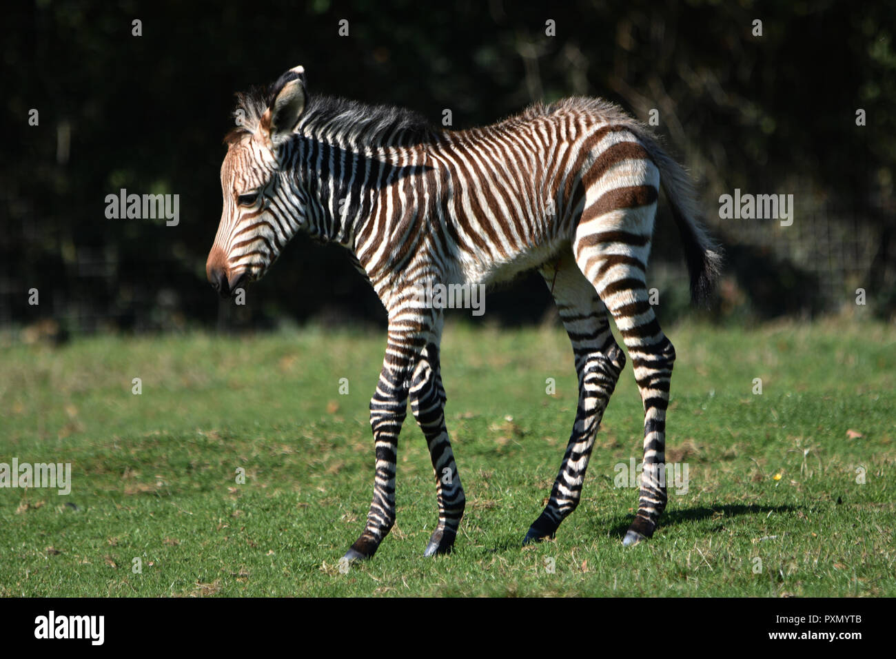 Zebra Foal (le zèbre de Grevy) Banque D'Images