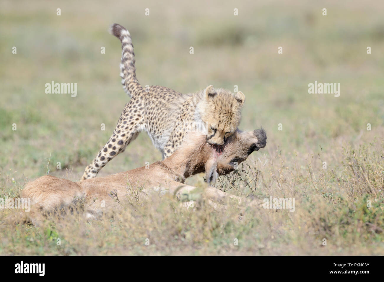 Le Guépard (Acinonyx jubatus) cub tuant un seulement par la mère chassait le Gnou bleu (Connochaetes taurinus) veau, Ngorongoro Conservation Area, Tanzani Banque D'Images