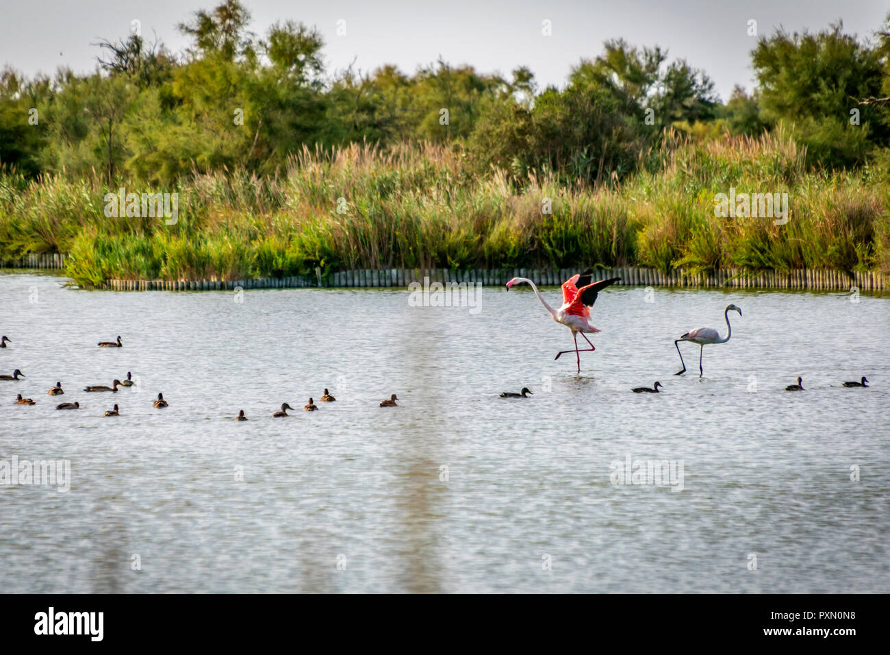 Plus de flamants roses et les canards dans le lagon, Parc Ornithologique de Pont de Gau,, Saintes Maries de la mer, Bouches du Rhône, France. Banque D'Images