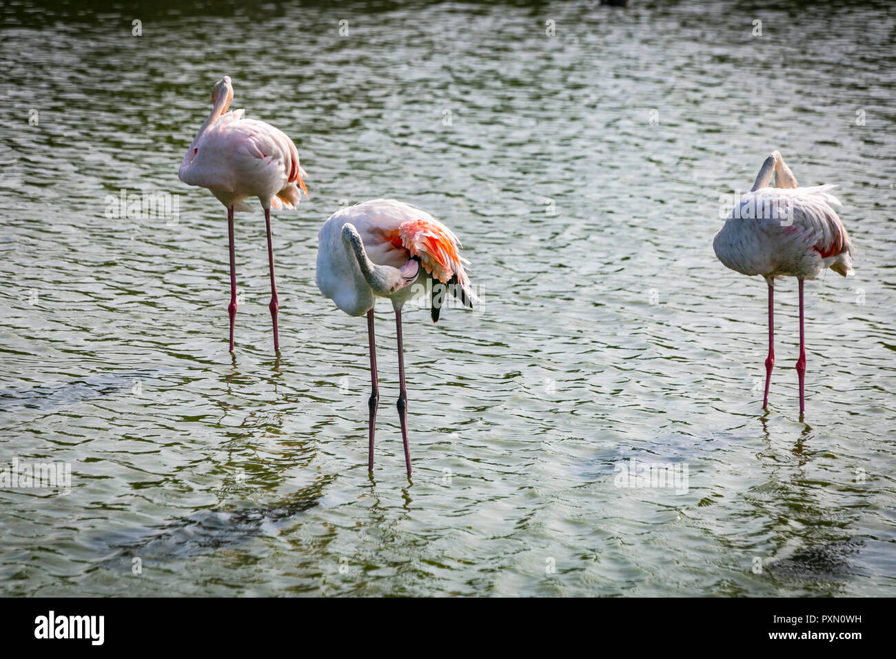 Trois flamants roses au lissage des plumes dans le lagon, Parc Ornithologique de Pont de Gau,, Saintes Maries de la mer, Bouches du Rhône, France. Banque D'Images