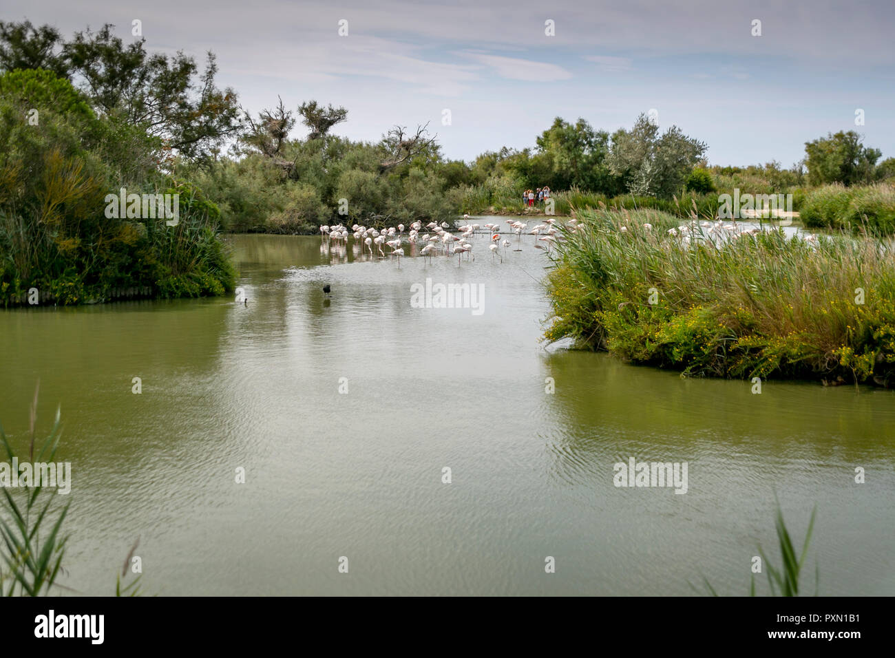 Plus de flamants roses en lagune, Parc Ornithologique de Pont de Gau,, Saintes Maries de la mer, Bouches du Rhône, France. Banque D'Images