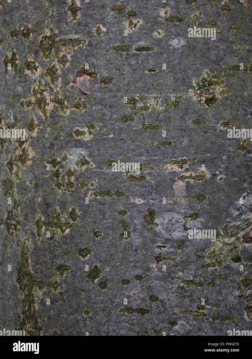 Close-up de l'Muister de l'écorce d'un arbre de sorbe dans l'arrière-plan Banque D'Images