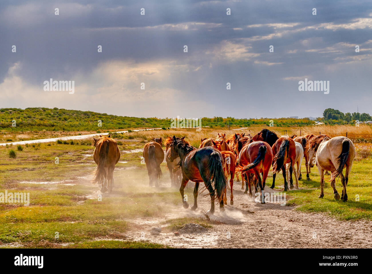 Les chevaux mongols contre les prairies et les nuages spectaculaires au cours de l'automne à Hailar, Mongolie intérieure, Chine Banque D'Images