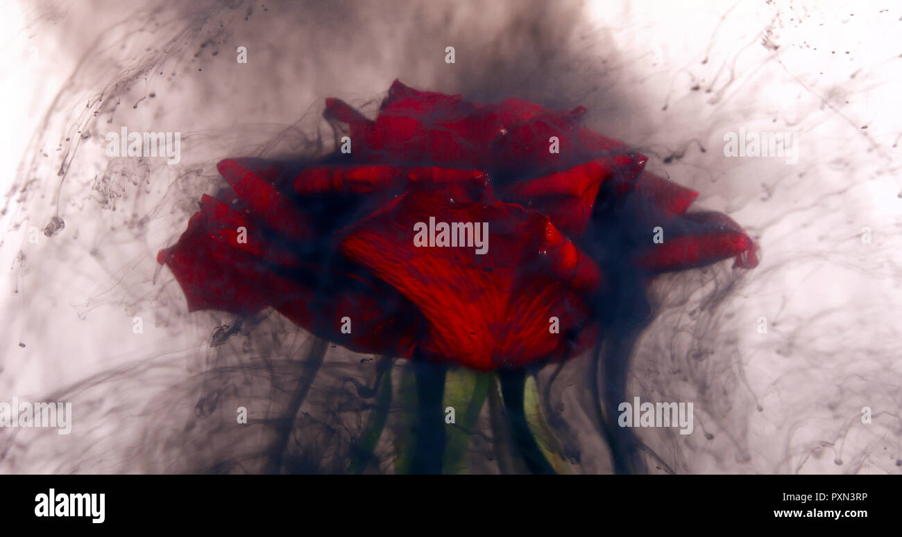 L'amour sombre concept avec nuages noirs le mélange avec rose rouge vif ...