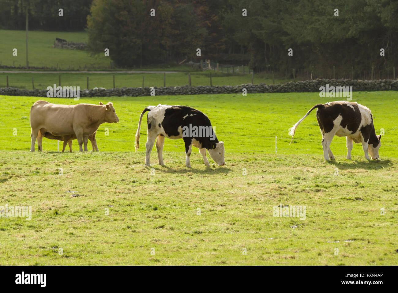 Les bovins laitiers et les bovins de boucherie en pâturage pâturage dans Cerrigydrudion North Wales UK Banque D'Images