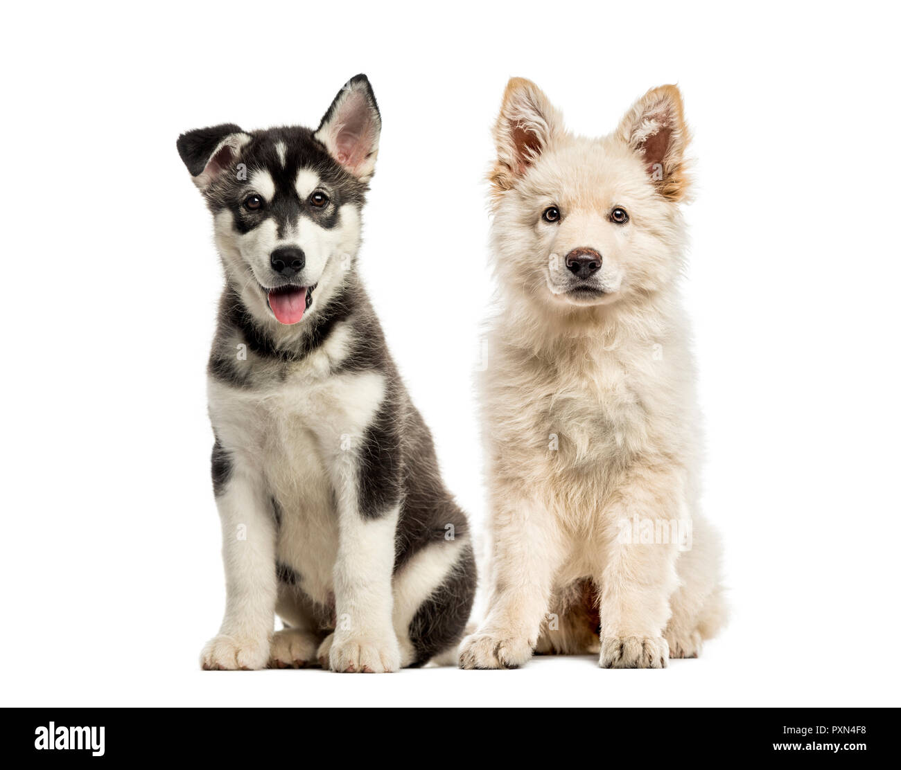 Chiot Berger Blanc Suisse, Husky chiot malamute, in front of white background Banque D'Images