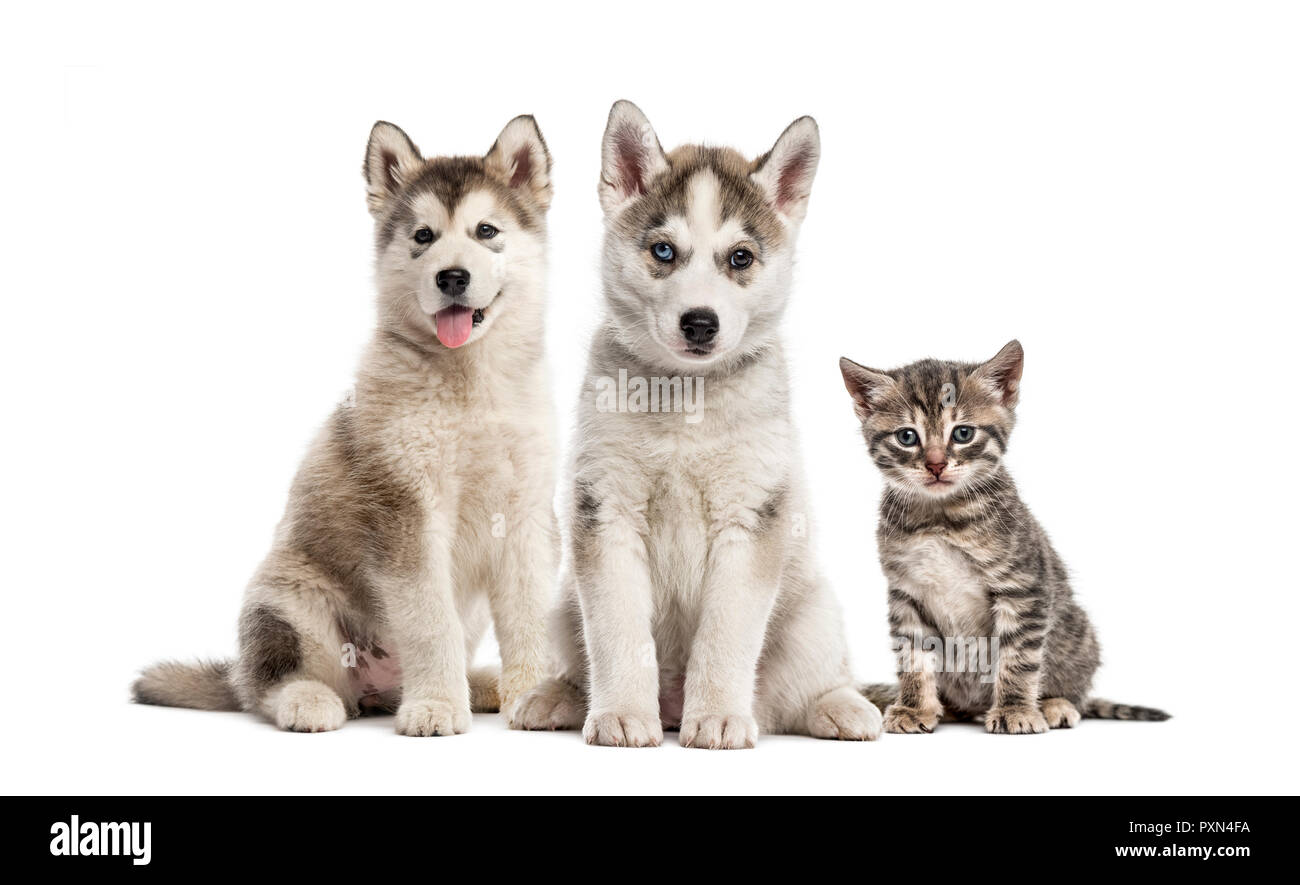 Groupes de chiens, chiots Husky de Sibérie, Malamute d'Alaska, Chiot Chaton Polydactyle américain, in front of white background Banque D'Images