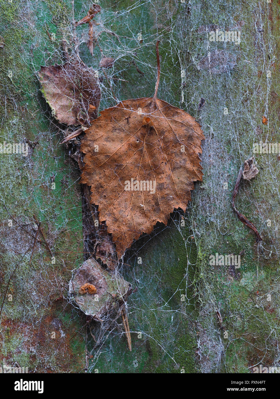 Feuille d'automne avec peinture vert pâle sur l'araignée Banque D'Images