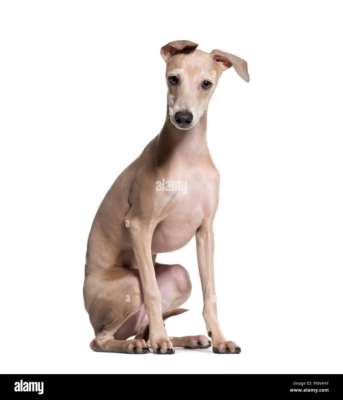 Italian Greyhound chiot, âgé de 4 mois, assis contre un fond blanc Banque D'Images