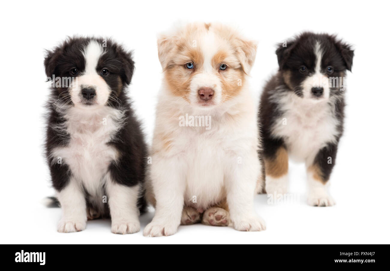 Trois chiots berger australien, 6 semaines, assis et portrait contre fond  blanc Photo Stock - Alamy