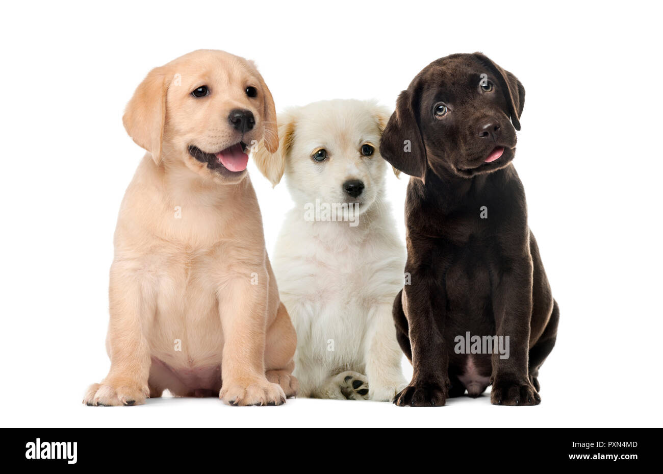 Groupes de chiens, chiots Labrador, Chiot Labrador Retriever chocolat, in  front of white background Photo Stock - Alamy