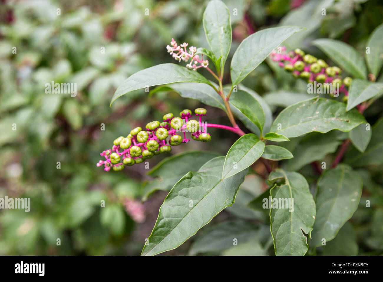 Phytolacca americana, fleurs sauvages et petits fruits encore verts Banque D'Images