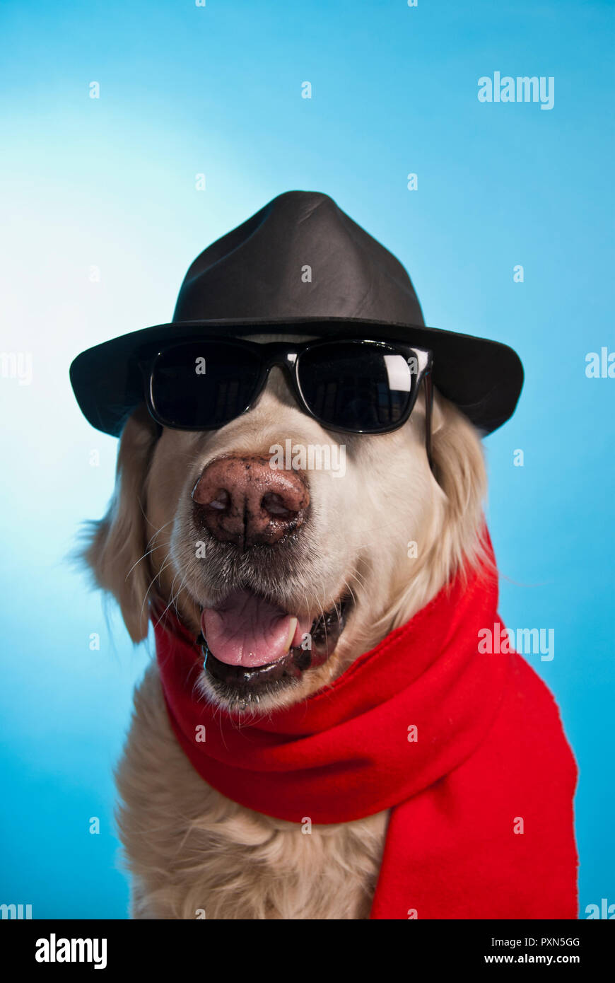 Golden retriever dog wearing hat, lunettes de soleil et un foulard Banque D'Images