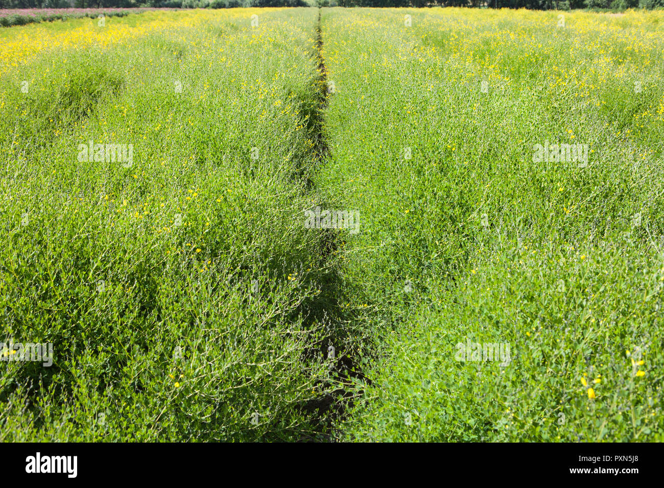 Melilotus comme engrais vert sur un champ d'asperges, de Münster, Allemagne ; Europe Banque D'Images