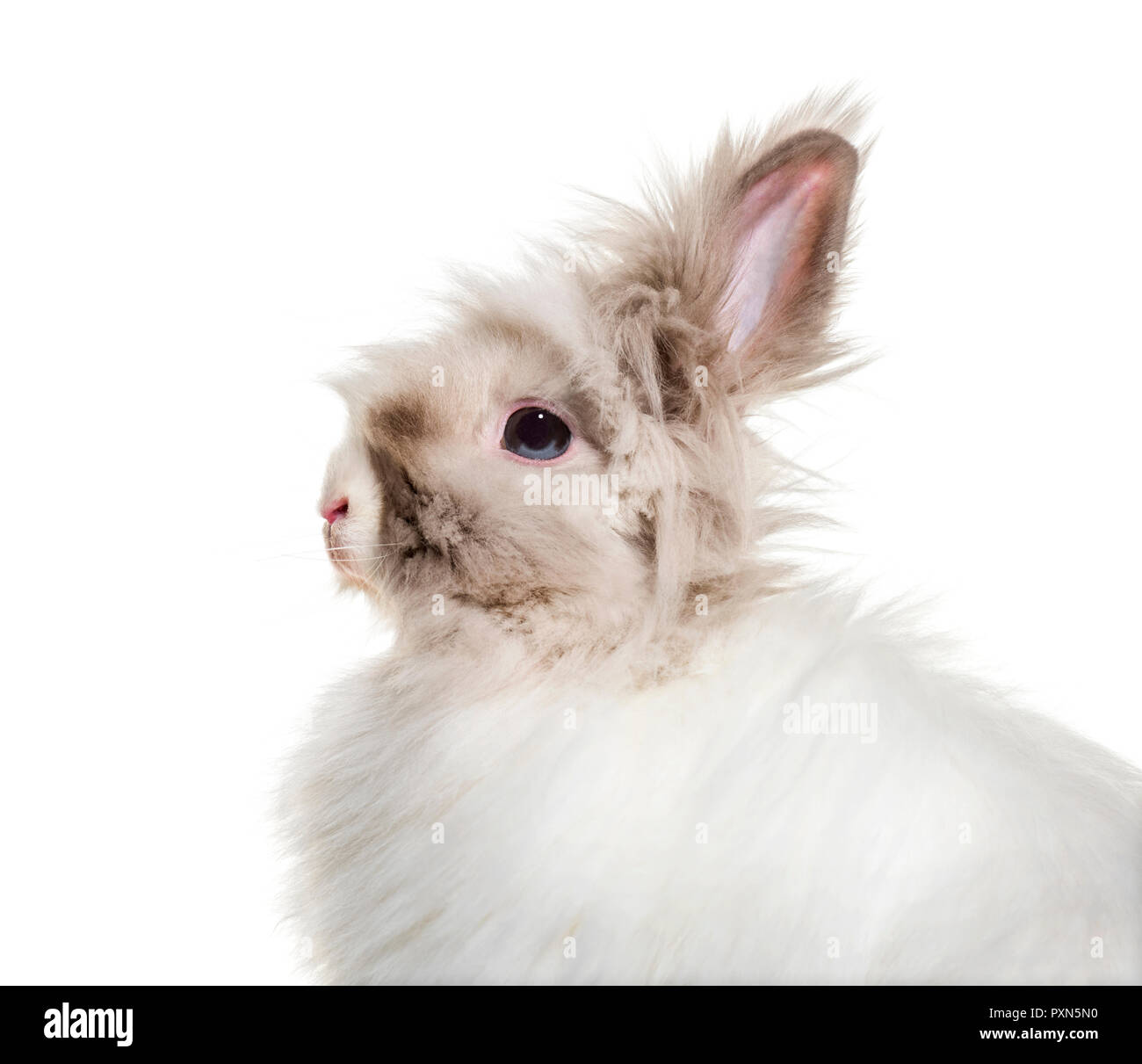 Lapin angora, Close up against white background Banque D'Images