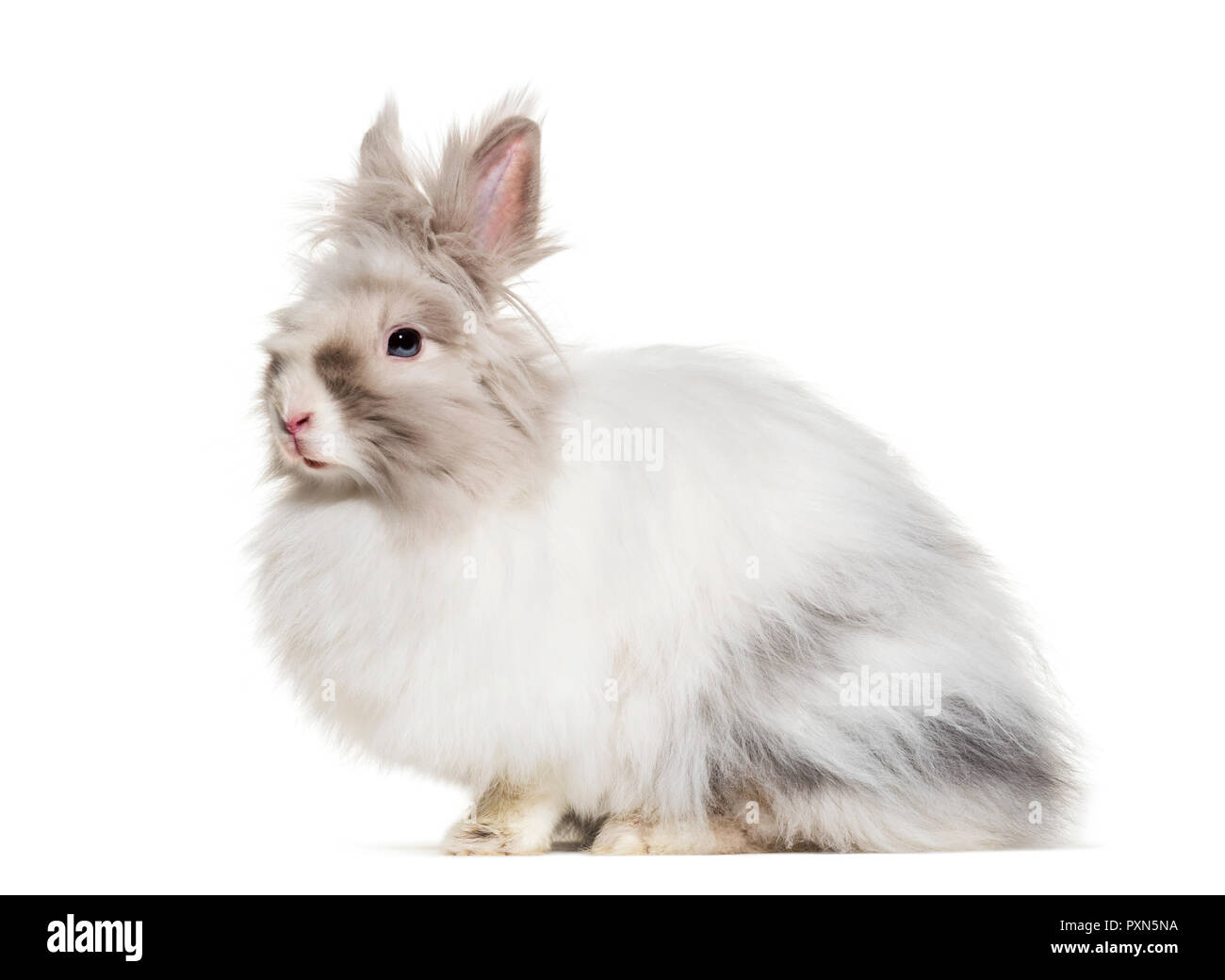 Lapin angora, assis à l'arrière-plan blanc Banque D'Images