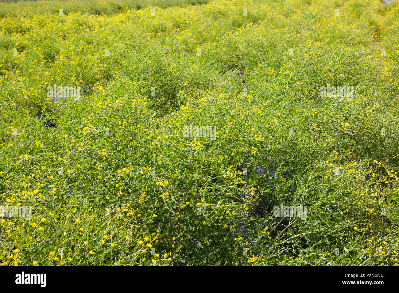 Melilotus comme engrais vert sur un champ d'asperges, de Münster, Allemagne ; Europe Banque D'Images